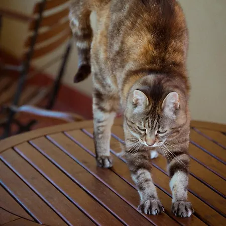 בית חווה La Cuccuini *